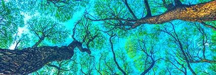 Biology Life at Every Level catalog cover